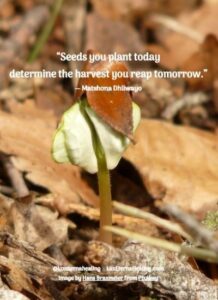 “Seeds you plant today determine the harvest you reap tomorrow.” ― Matshona Dhliwayo