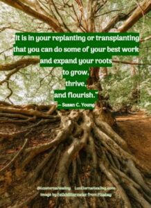 “It is in your replanting or transplanting that you can do some of your best work and expand your roots to grow, thrive, and flourish.” ― Susan C. Young