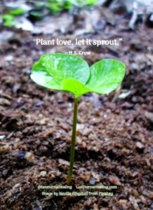 “Plant love, let it sprout.” ― H.S. Crow